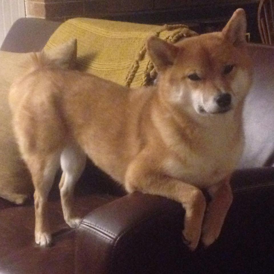 英超争冠焦点战，猛龙巅峰对决胜出国王